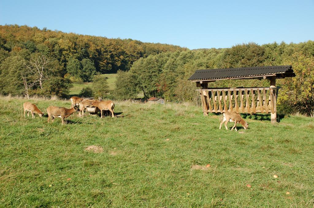 Wohlfühlhotel DER JÄGERHOF Willebadessen Exterior foto